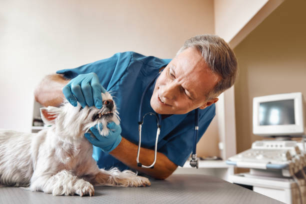 Best Emergency Dentist for Knocked-Out Tooth in St Marys, PA